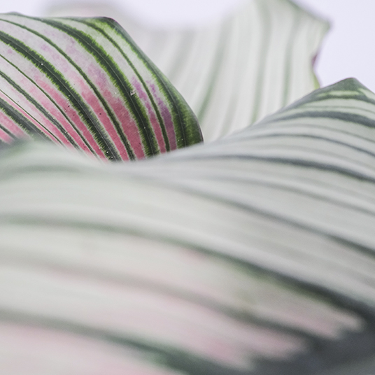 plant leaves close up