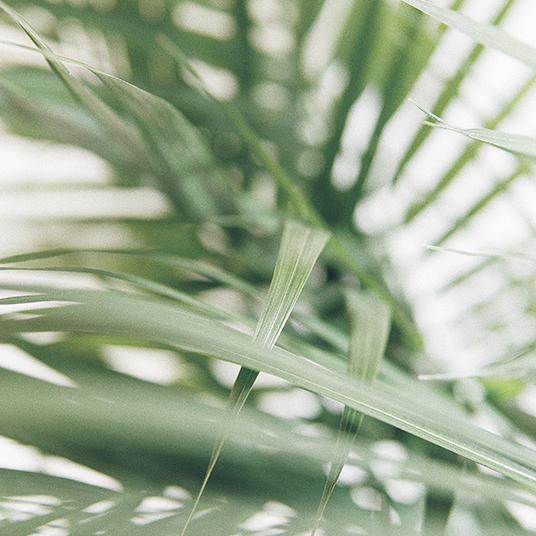 extreme close up of leaves
