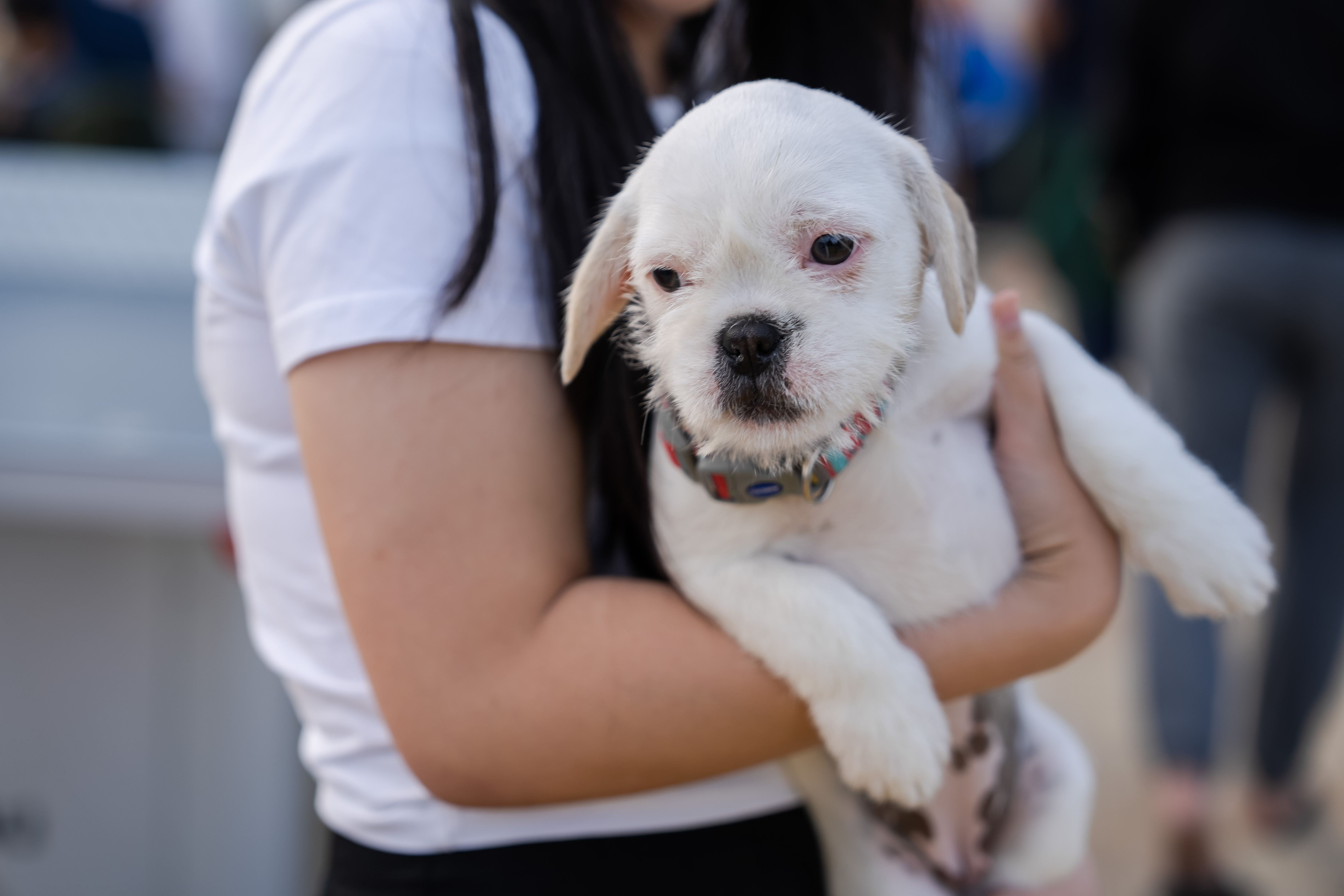 Rent Home. Pet friendly in Barking and Kew Bridge