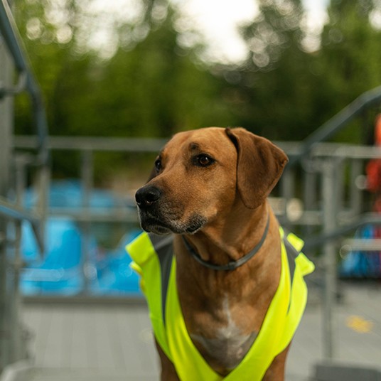 Barking Park pedal hire east london